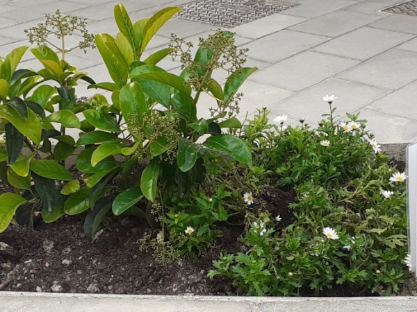 CGT s’oposa a la privatització de Parcs i Jardins i demana més&nbsp;recursos
