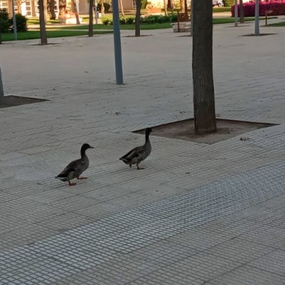 CGT UA reclama transparencia sobre la gestión de gatos y patos del&nbsp;campus